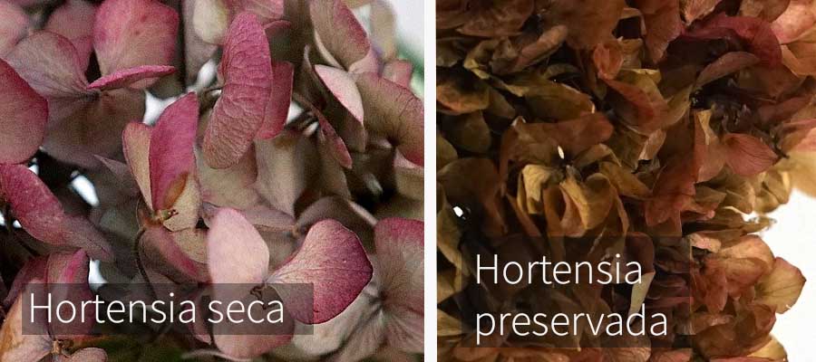 La imagen muestra una hortensia seca con los pétalos más robustos y a su izquierda una hortensia preservada con los pétalos más suaves y delicados