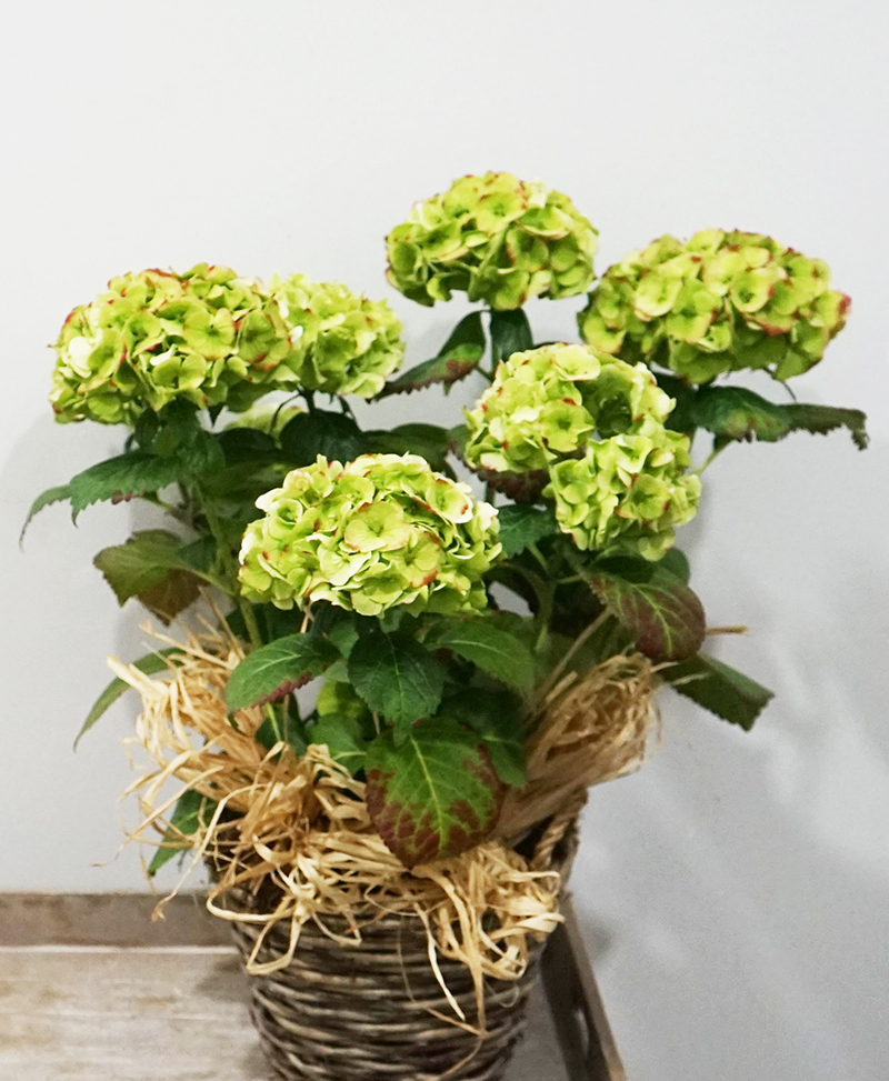 Hortensia verde con cesta - flores a domicilio valencia - ramos de flores a  domicilio valencia - envío flores valencia