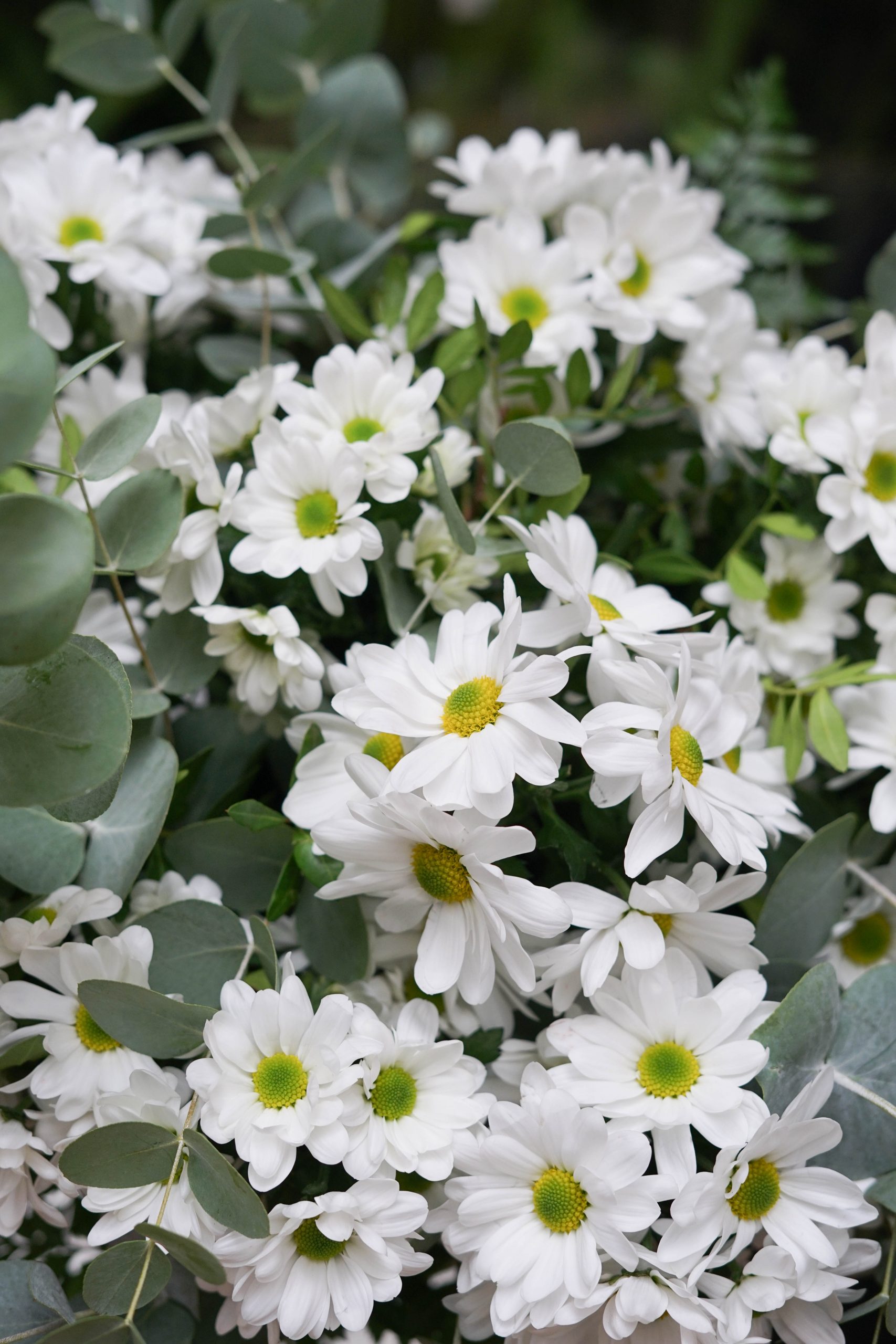 Ramo margaritas blancas - Imagen 4