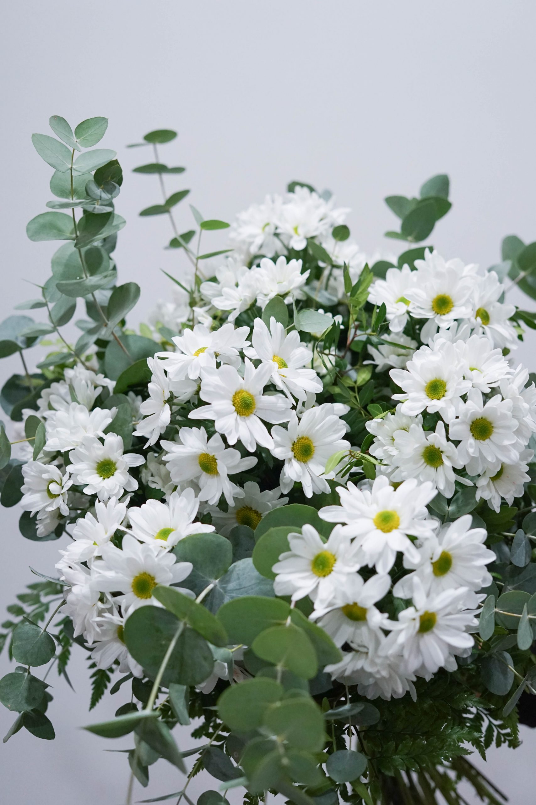 Ramo margaritas blancas - Imagen 3