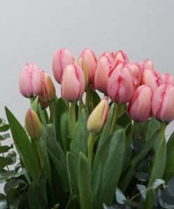 Alternative view of Centro tulipanes