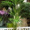 Kentia 1'60
