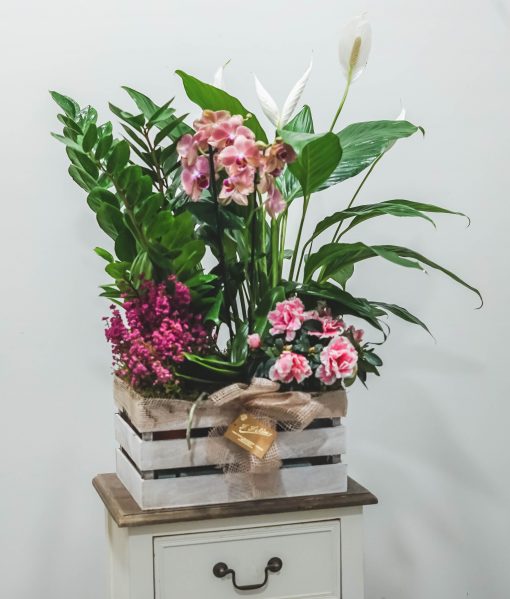 Composición plantas temporada