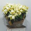 Cesta poinsettias blancas