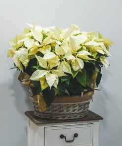 Cesta poinsettias blancas