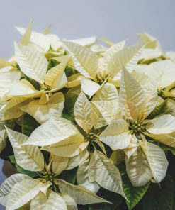 Alternative view of Cesta poinsettias blancas