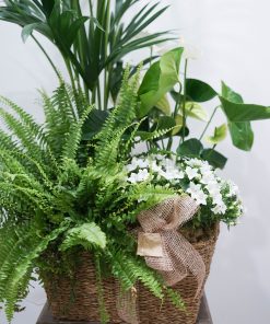 Gran cesta plantas - Imagen 2