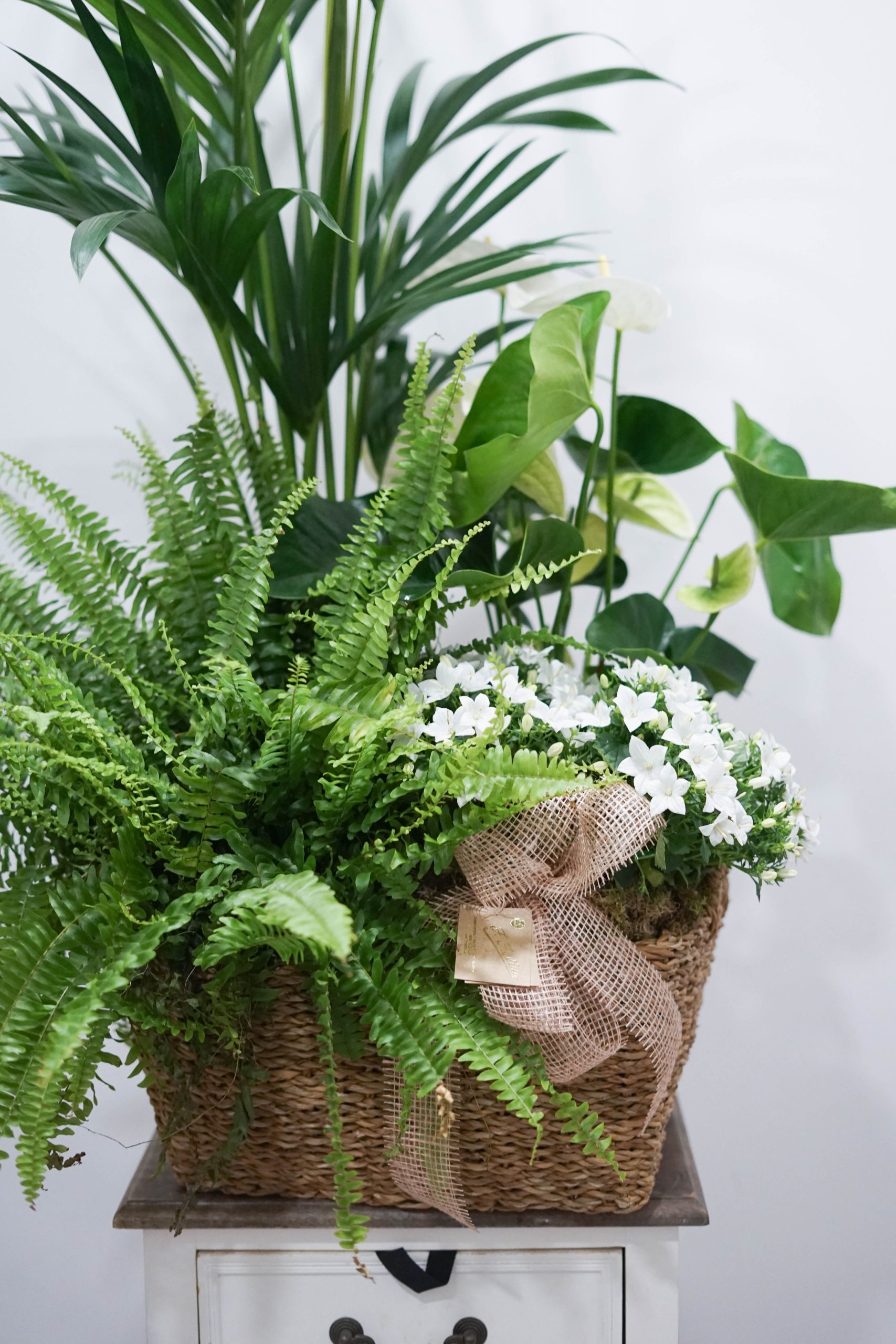 Gran cesta plantas - Imagen 2