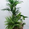gran cesta de mimbre con plantas seleccionadas