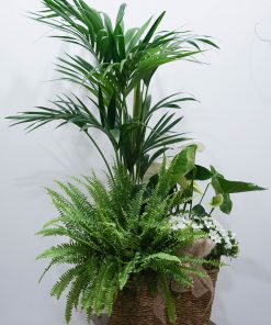 gran cesta de mimbre con plantas seleccionadas